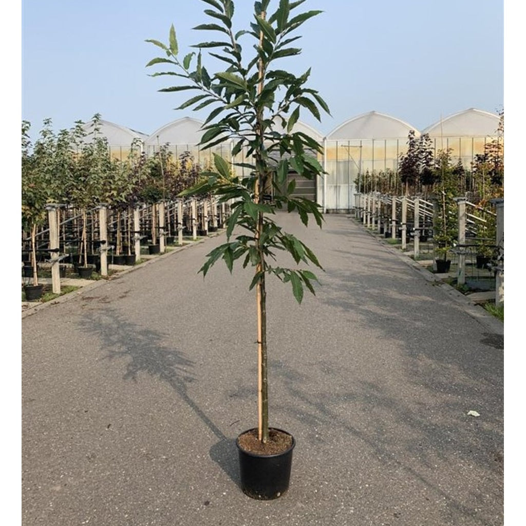 Äkta kastanj – Castanea sativa - C25 10/12 HO/ST